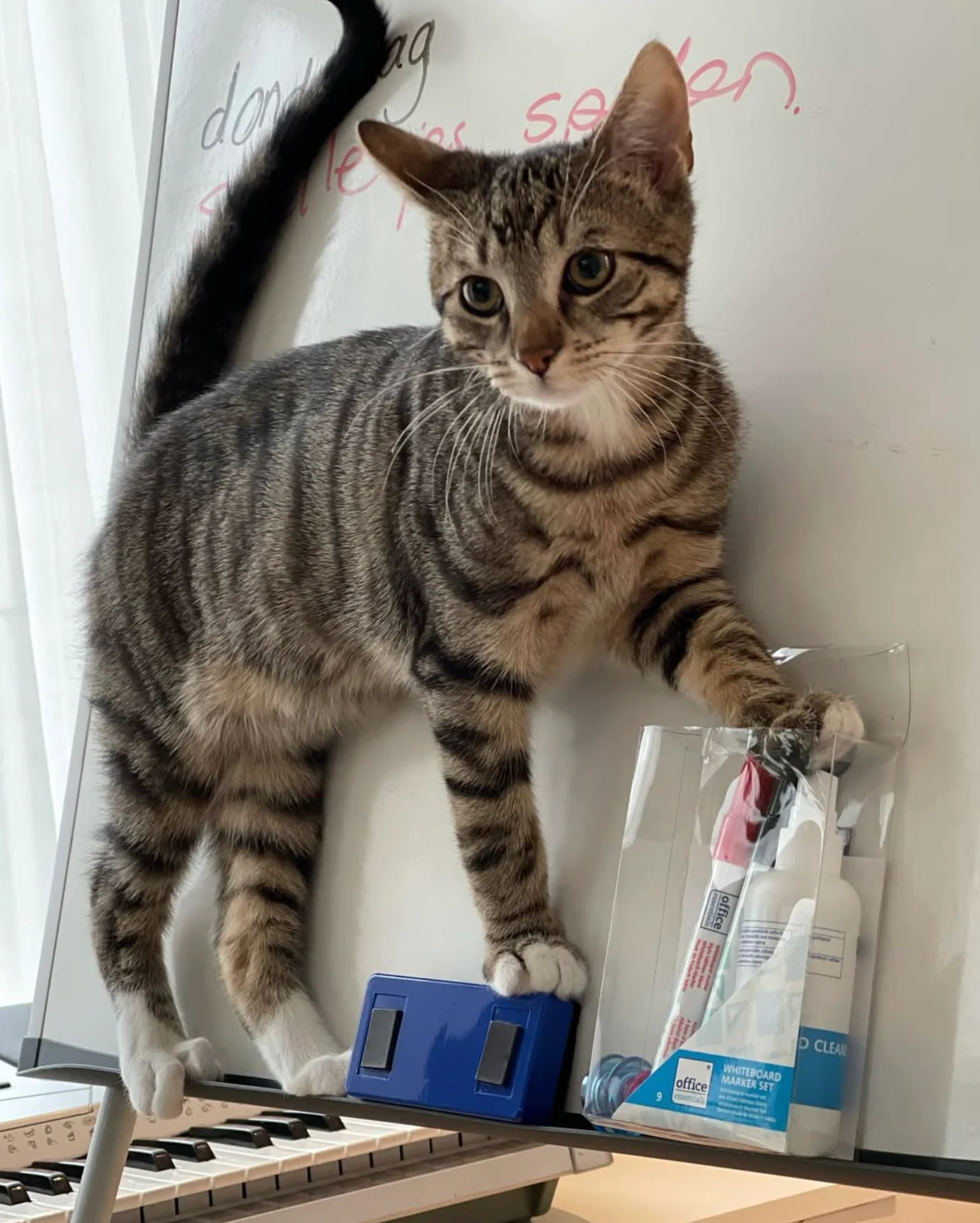 Huiskat Simba kijkt nieuwsgierig vanaf de rand van een whiteboard, boven de piano